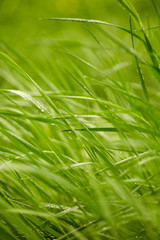 Green grass background 