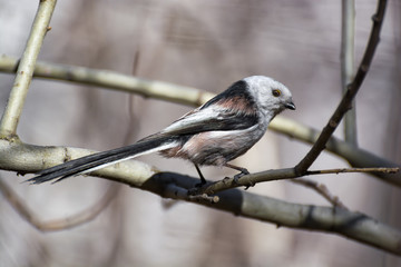 Long-tailed Tit