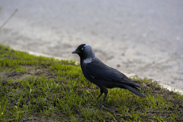 Jackdaw