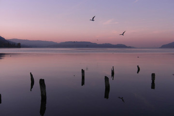 Lake in Switzerland with birds