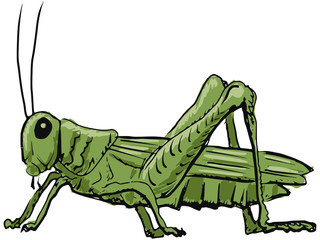 Fototapeta na wymiar grasshopper