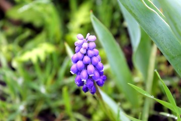 wild blue hyacinth