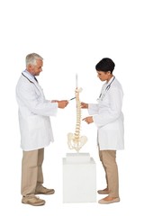 Fototapeta premium Side view of two doctors pointing at skeleton model