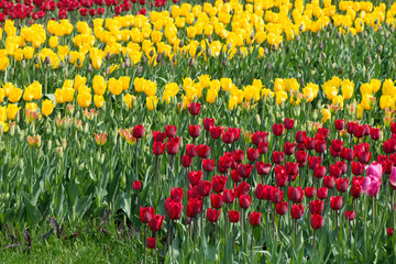 Tulips blossoms