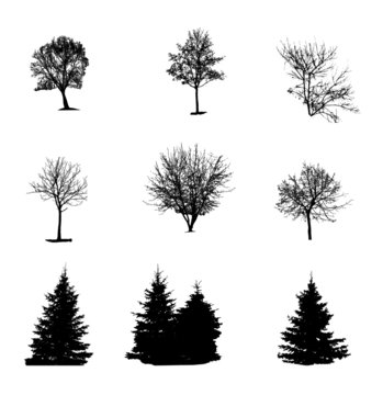 Set of Tree Silhouette Isolated on White Backgorund. Vecrtor Ill
