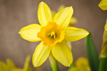 Fototapeta premium Beautiful yellow daffodil