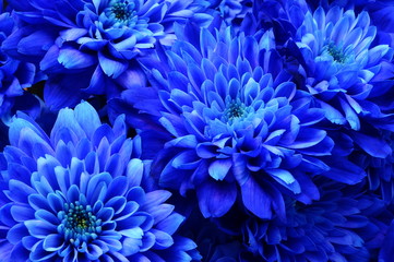 Macro of blue flower aster - 64208626