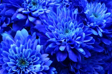 Papier Peint photo Lavable Fleurs Macro d& 39 aster fleur bleue