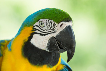 macaw