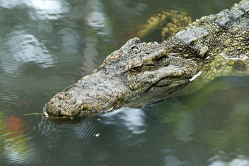Alligator
