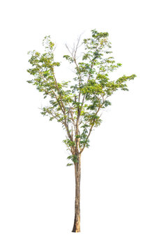 Pterocarpus indicus, tropical tree isolated on white background