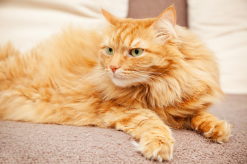 Fototapeta na wymiar funny fluffy ginger cat on blanket