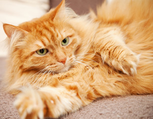 funny fluffy ginger cat  on blanket