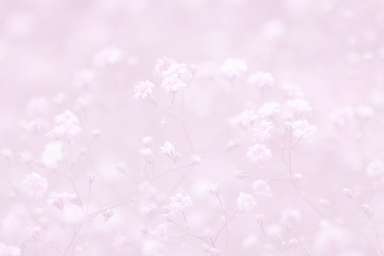 light pink floral background of gypsophila paniculata