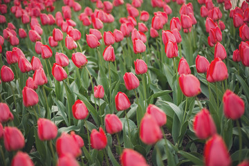 Red tulips in the park