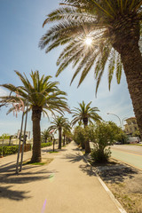 Fototapeta na wymiar palms on the path in front of the sea of Italy