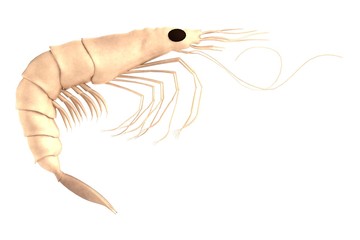 realistic 3d render of crustacean - shrimp