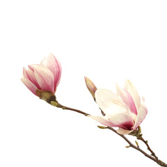 magnolia