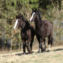 Fototapeta na wymiar Nice horses running on pasturage together