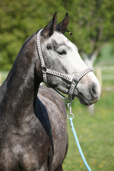 Gorgeous horse with nice halter