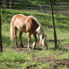 Beautiful haflinger eating grass