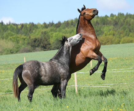 Two beautiful horses fighting