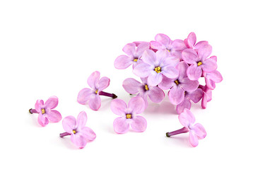 Fototapeta na wymiar Flower of purple lilac.