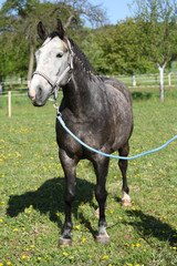 Obraz premium Gorgeous horse with nice halter