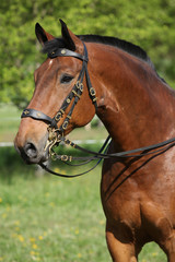 Amazing brown horse with beautiful bridle