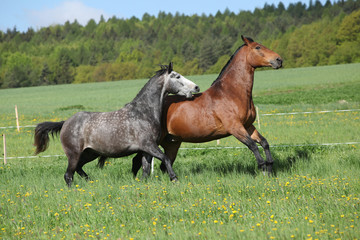 Fototapeta premium Two amazing horses playing in fresh grass