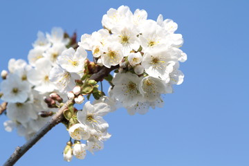 Obraz na płótnie Canvas Spring flowers on branch on blue sky. ( Cherry flowers )