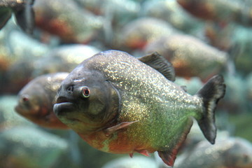 Red bellied piranha swimming underwater.