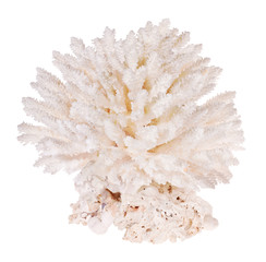 isolated on white light color polyp