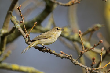 Chiffchaff, Phylloscopus collybita