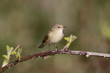 Chiffchaff, Phylloscopus collybita