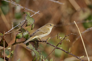 Chiffchaff, Phylloscopus collybita