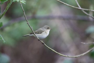 Chiffchaff, Phylloscopus collybita