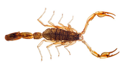 small brown scorpion isolated on white