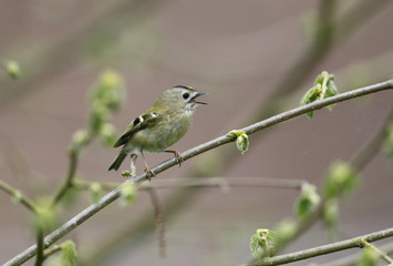 Obraz premium Goldcrest, Regulus regulus