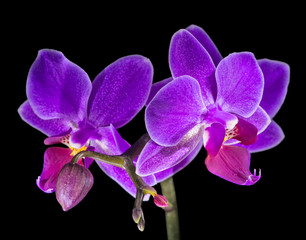 dark lilac orchid flowers isolated on black