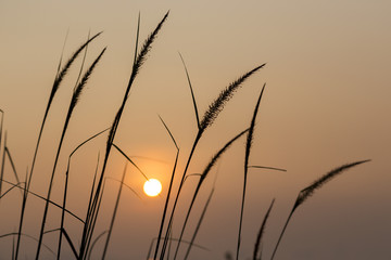 Grass on Sunrise