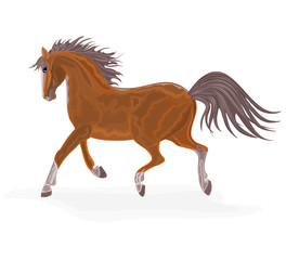 Brown horse