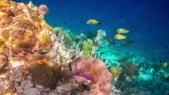 Topical saltwater fish ,clownfish - Coral reef in the Maldives, 