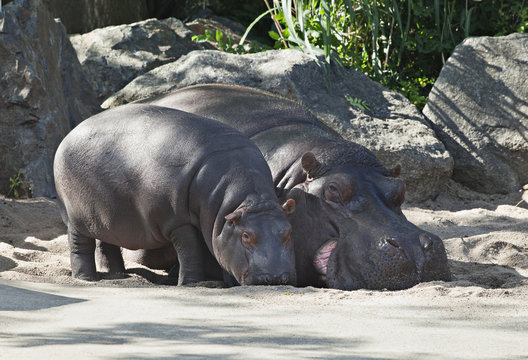 Two hippos, mother and child