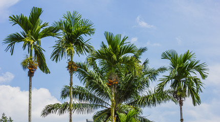 Fototapeta na wymiar grove of coconut trees on a sunny day