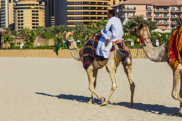 Naklejka premium Camel on Jumeirah Beach in Duba