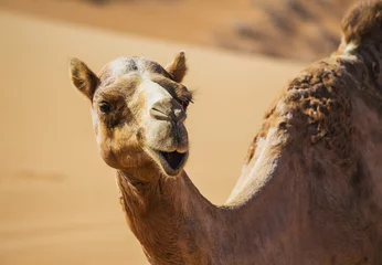 Papier Peint photo Chameau Paysage désertique avec chameau