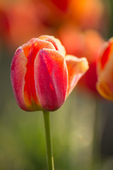 満開のチューリップ