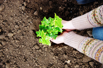 Woman planting flowers in the garden
