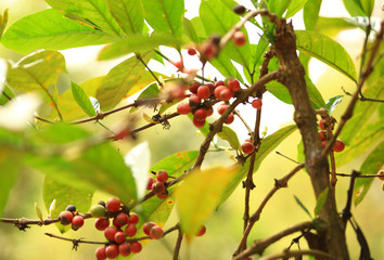 coffee bean grow on tree